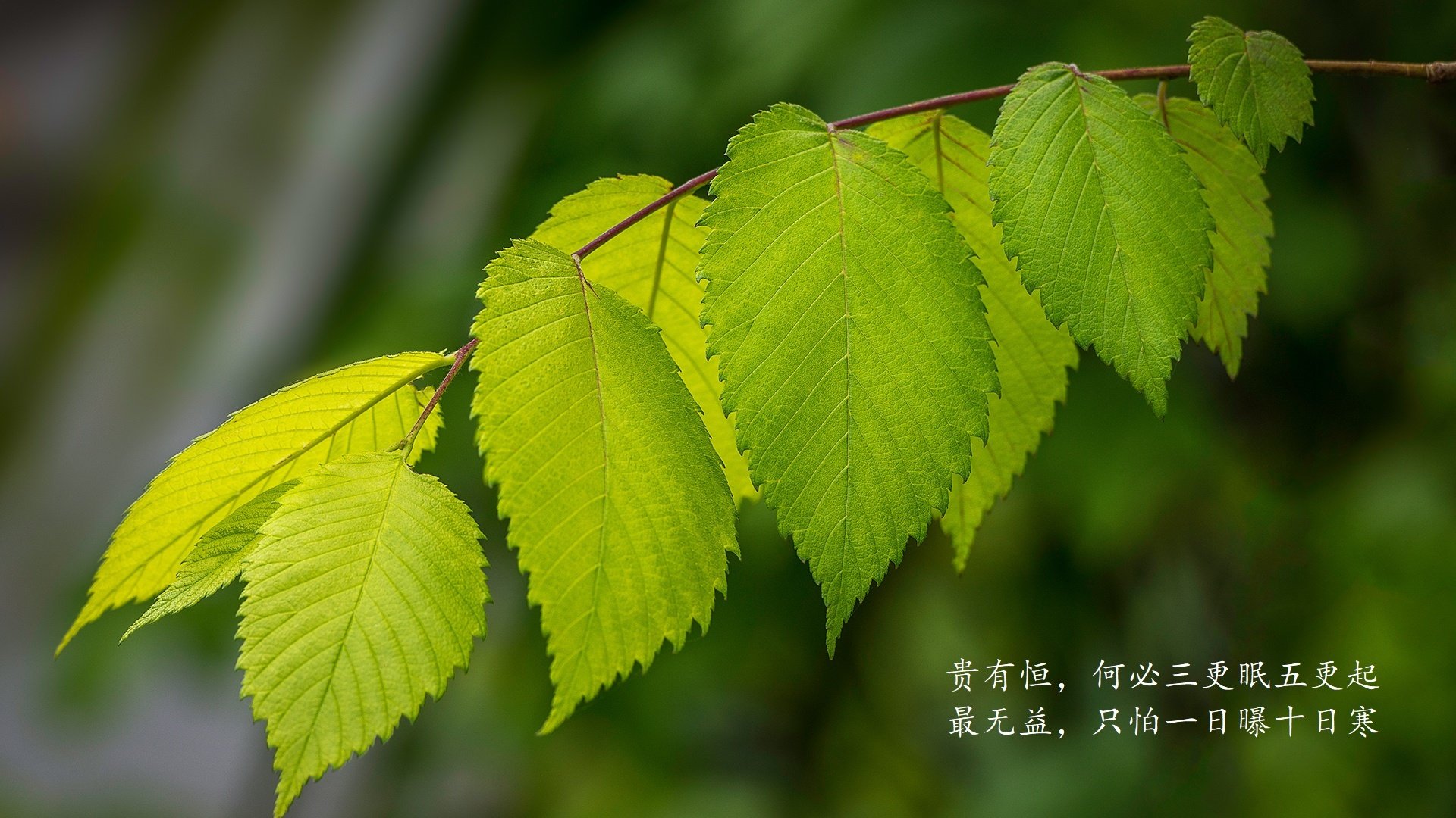 Jiu You-中国球员留洋人数增加，拓展国际视野，中国球员留洋情况