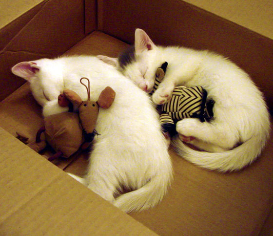 九游(jiuyou.com)游戏-NBA赛季篮板效率提升,nba赛季篮板记录