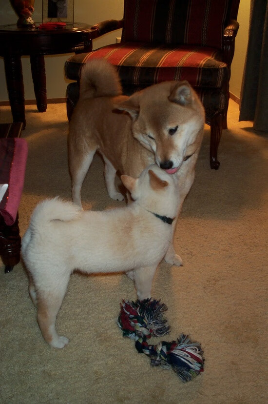 九游下载官网-篮球运动员专项体能训练效果评价及优化方案设计,篮球运动员体能训练内容