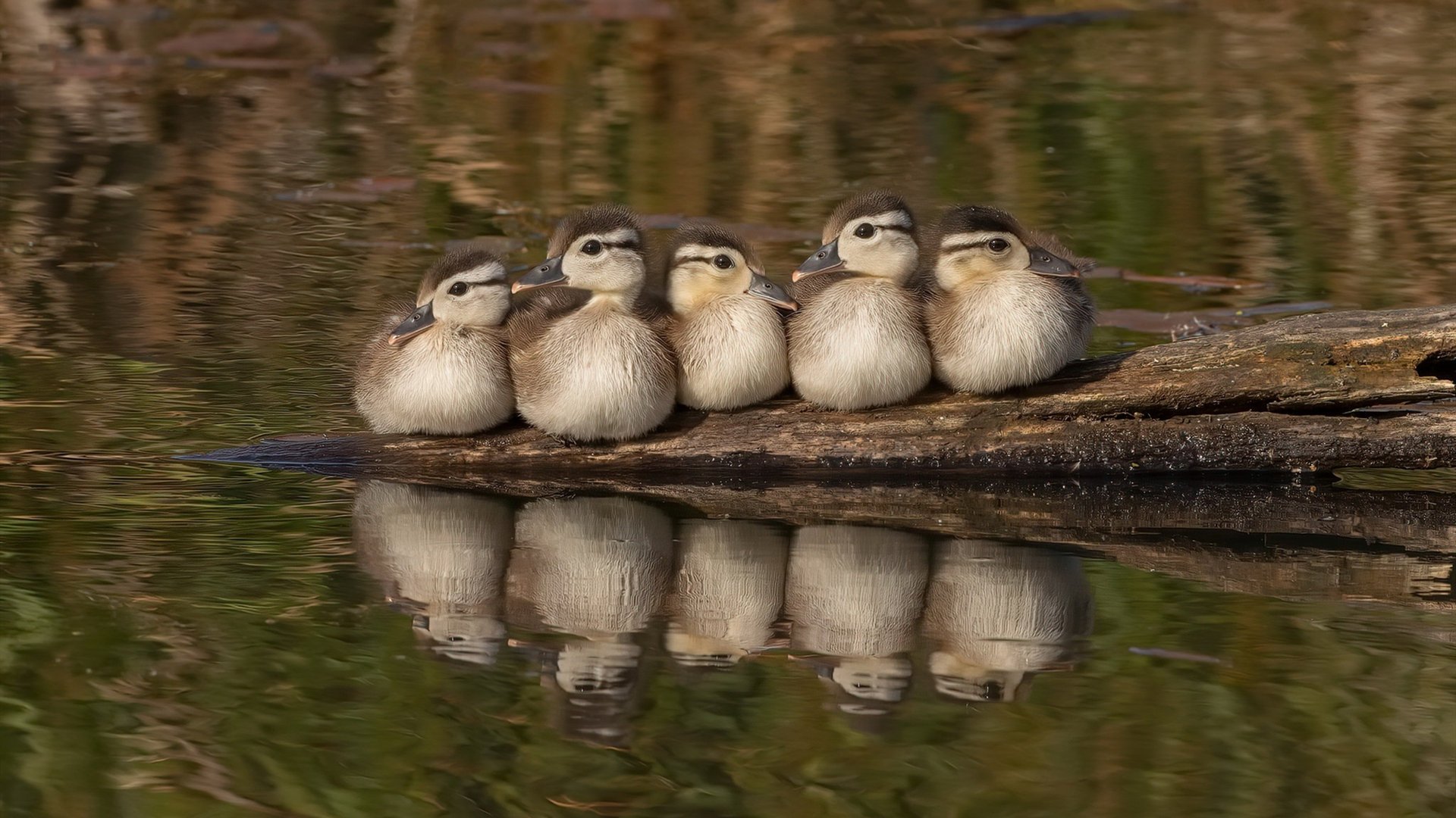 JIUYOU GAMING-中国男篮全队备战国际大赛,中国男篮国际比赛